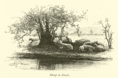 Moutons à l