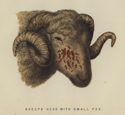 Tête de mouton avec variole - English School
