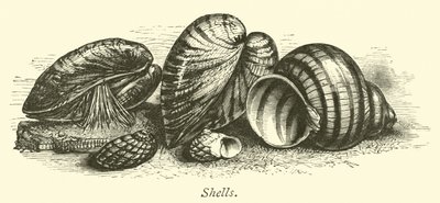 Coquillages - English School