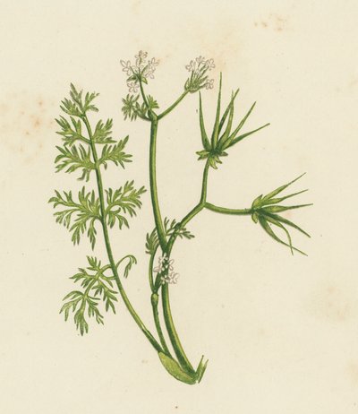 Aiguille du berger, Scandix Pecten - English School