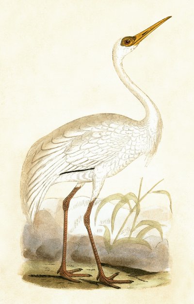 Grue de Sibérie, illustration tirée de 