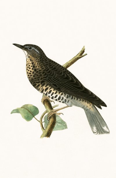 Grive de Sibérie, illustration de 