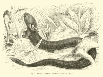 Siren lacertina, montrant des branchies externes - English School