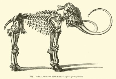Squelette de mammouth, Elephas primigenius - English School