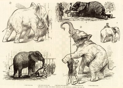 Croquis de Jumbo, l