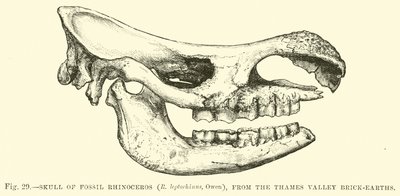 Crâne de rhinocéros fossile (R leptorhinus, Owen), des briqueteries de la vallée de la Tamise - English School