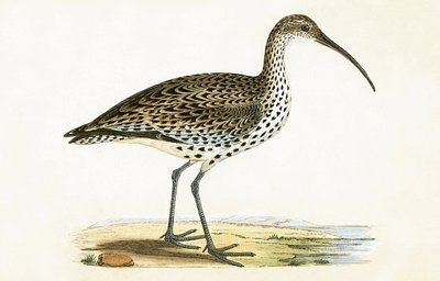 Courlis à bec grêle, illustration de 