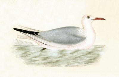 Goéland à bec mince, illustration de 