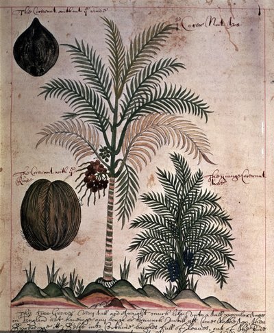 Palmier de coco de 