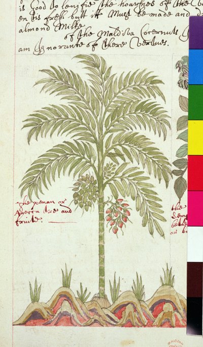 Palmier dattier, des 