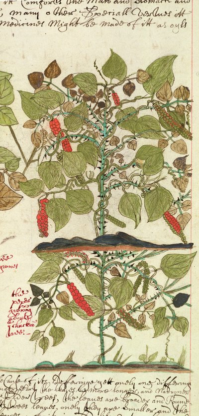 Plante de poivre de 