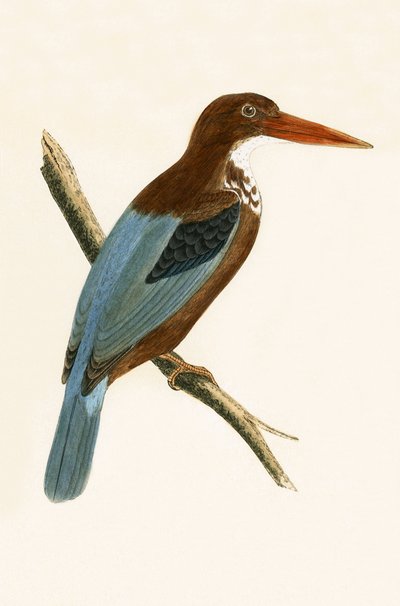 Martin-pêcheur de Smyrne, illustration de 
