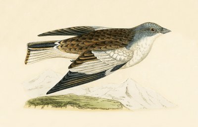 Pinson des neiges, illustration de 