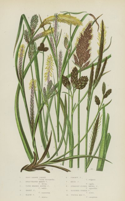 Carex brun doux, carex des marais bractéé, carex alpin à tête serrée, carex hoary, carex noir - English School