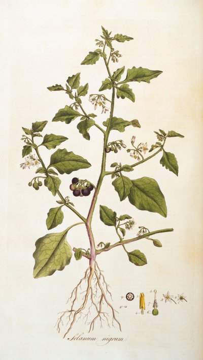 Solanum nigrum [morelle noire], illustration de Flora Londiniensis [Fleurs de Londres] par William Curtis, publiée 1777-98 (gravure en couleur) - English School