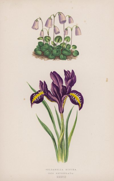Soldanella Minima; Iris Reticulata - English School