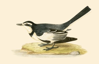 Bergeronnette sombre, illustration de 