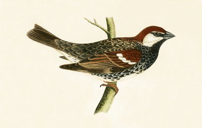 Moineau espagnol, illustration de 