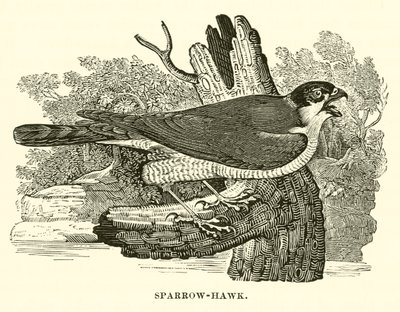Épervier (gravure) - English School
