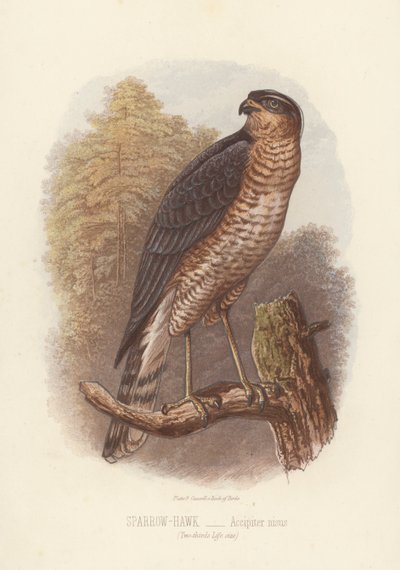 Épervier, Accipiter Nisus (lithographie en couleur) - English School