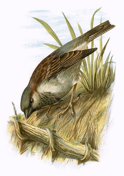 Moineau - English School