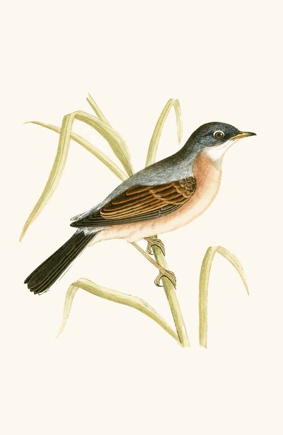 Fauvette à lunettes, illustration de 
