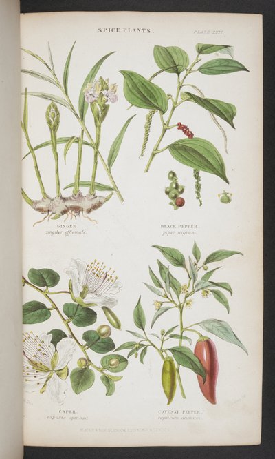 Plantes épicées, de 