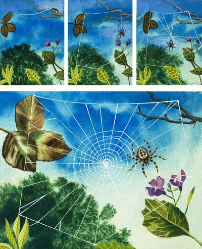Toile d