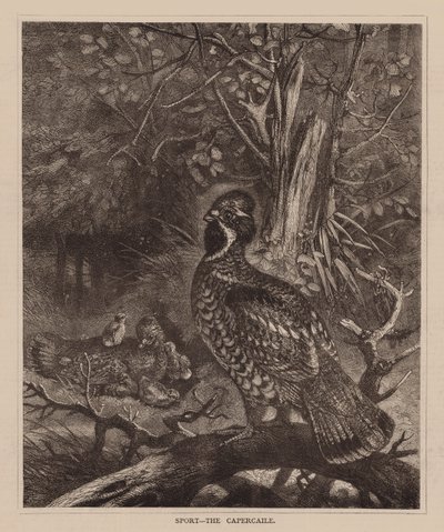 Sport, Le Capercaile (gravure) - English School