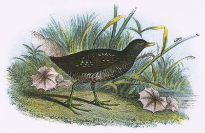 Marouette ponctuée - English School