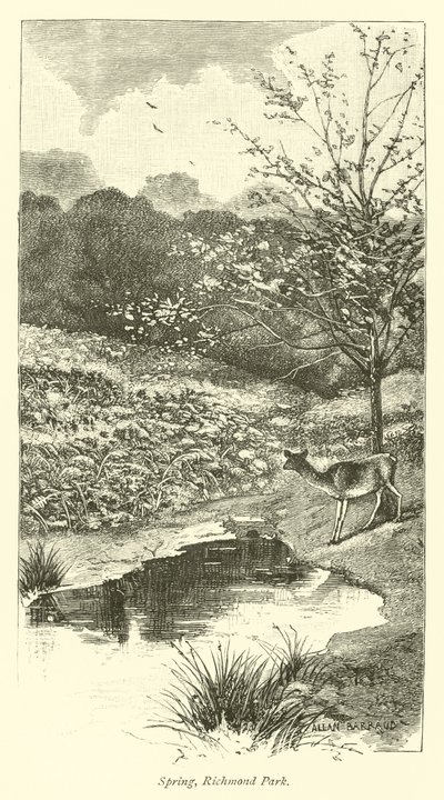 Printemps, parc de Richmond - English School