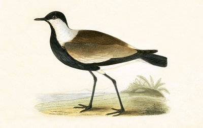 Pluvier à ailes éperonnées, illustration de 