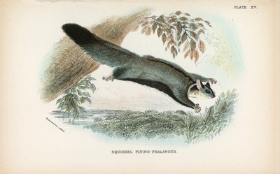 Phalanger volant - English School