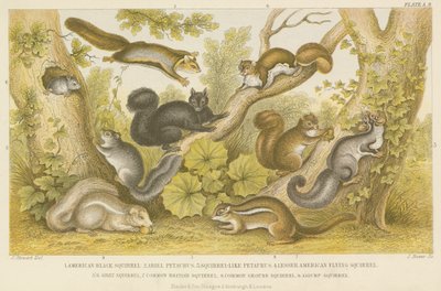 Écureuils (gravure en couleur) - English School