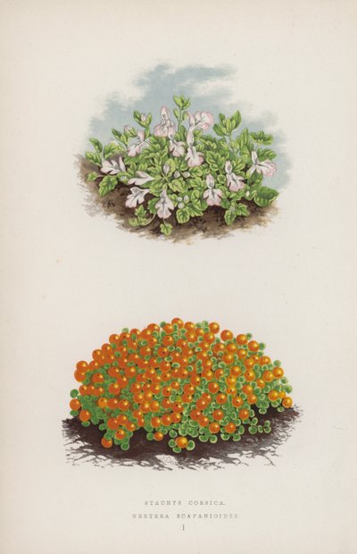 Stachys Corsica; Nertera Scapanioides - English School
