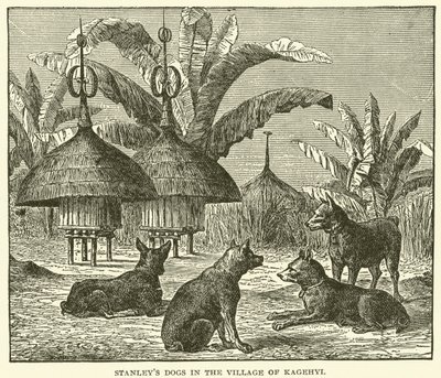 Les chiens de Stanley dans le village de Kagehyi (gravure) - English School