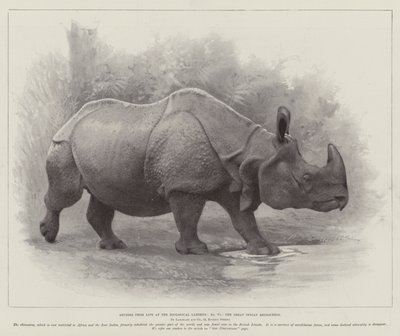 Études de la vie aux jardins zoologiques, le grand rhinocéros indien - English School