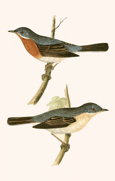 Fauvette des Alpes, illustration de 