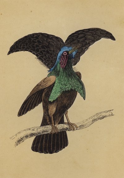 Superbe oiseau de paradis - English School