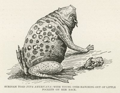 Crapaud de Surinam - English School