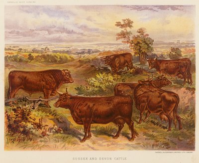 Bétail du Sussex et du Devon - English School