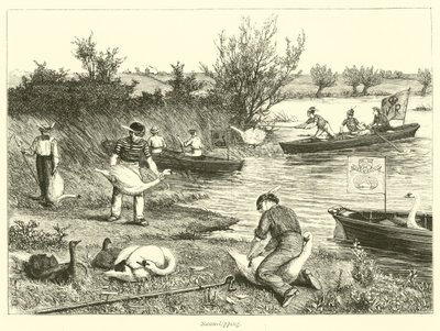 Swan-Upping - English School
