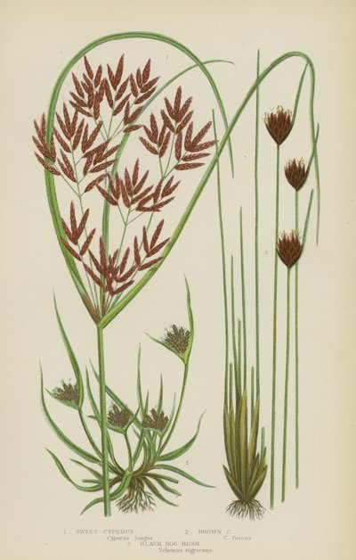 Cyperus doux, cyperus brun, jonc noir des marais - English School