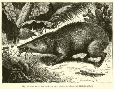 Tanrec, ou Trandraka (Centetes ecaudatus) de Madagascar - English School