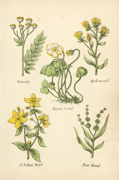 Tanaisie, Nard, Oxalis, Millepertuis, Massette - English School