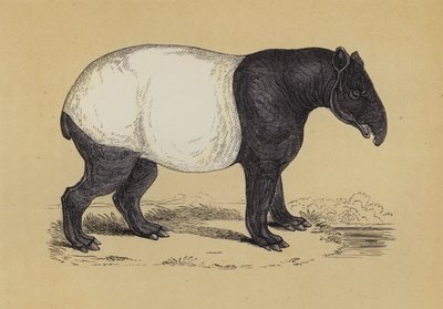 Tapir - English School