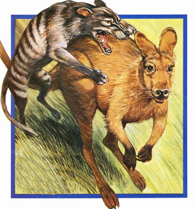 Loup de Tasmanie attaquant un kangourou - English School