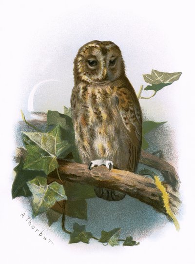 Chouette hulotte - English School