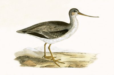 Terek Godwit, illustration de 