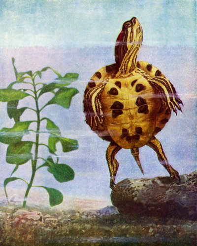 Tortue - English School